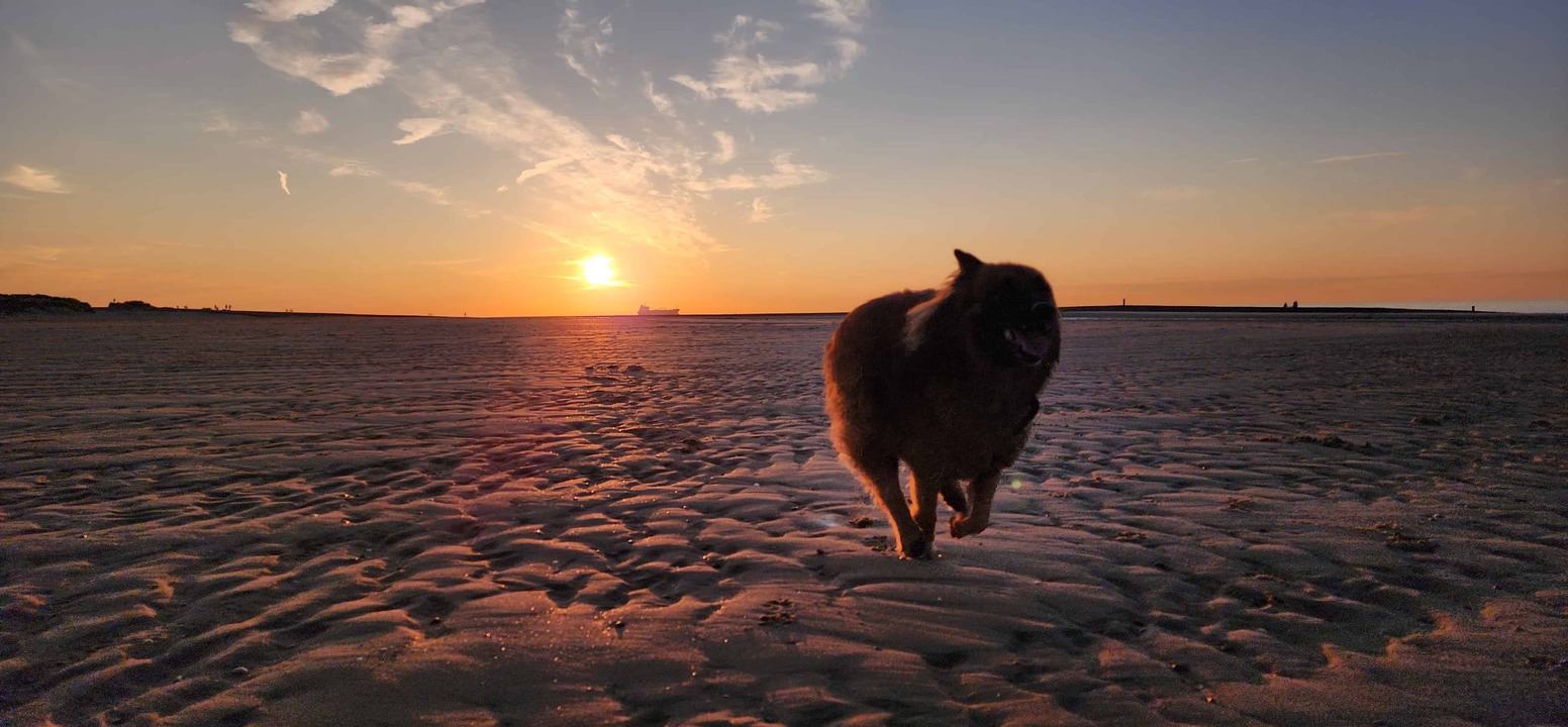 Mäin Hond, dee mol rëm iwwert de Strand rennt